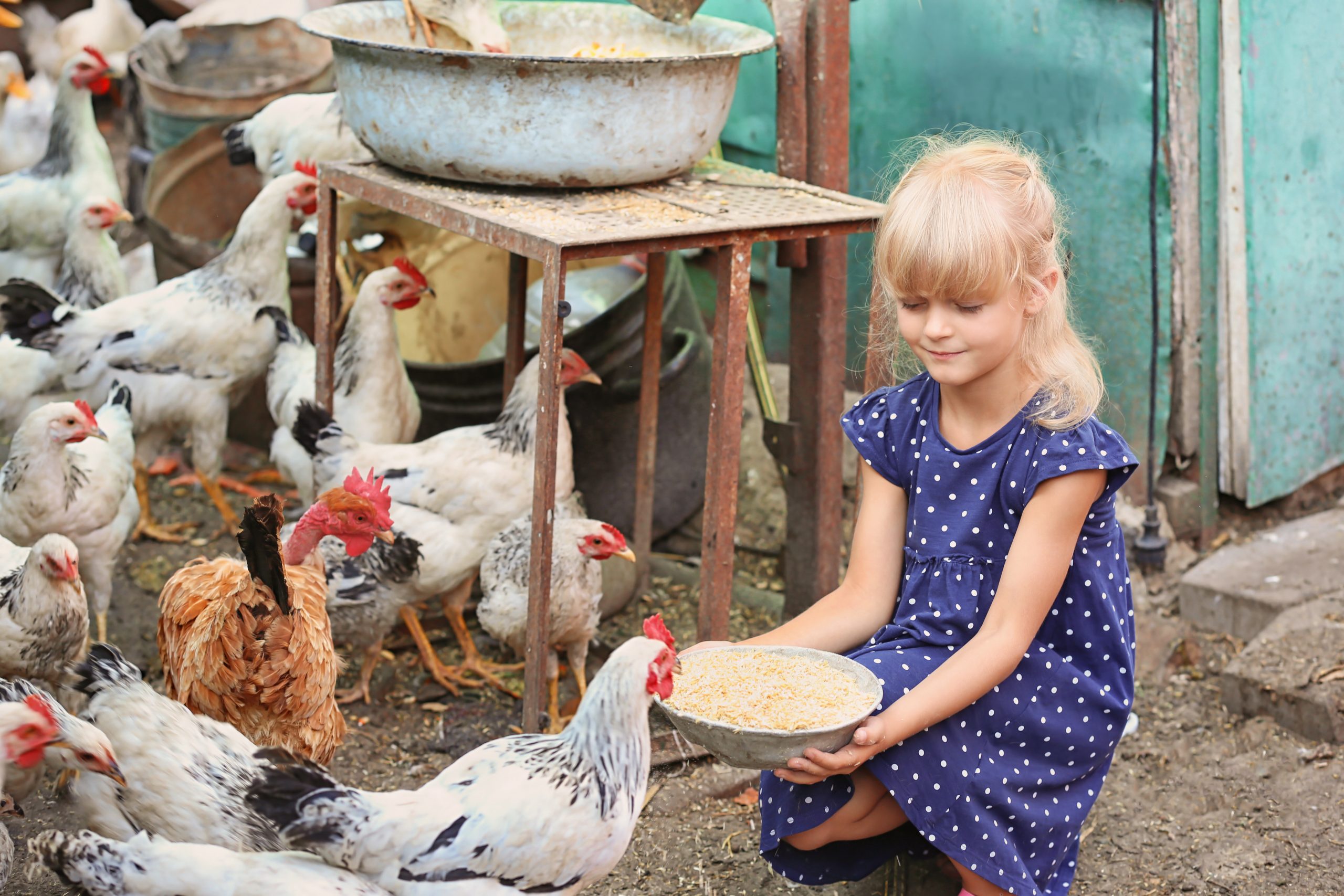 Young girl feeding a backyard flock of chickens from a bowl of grain